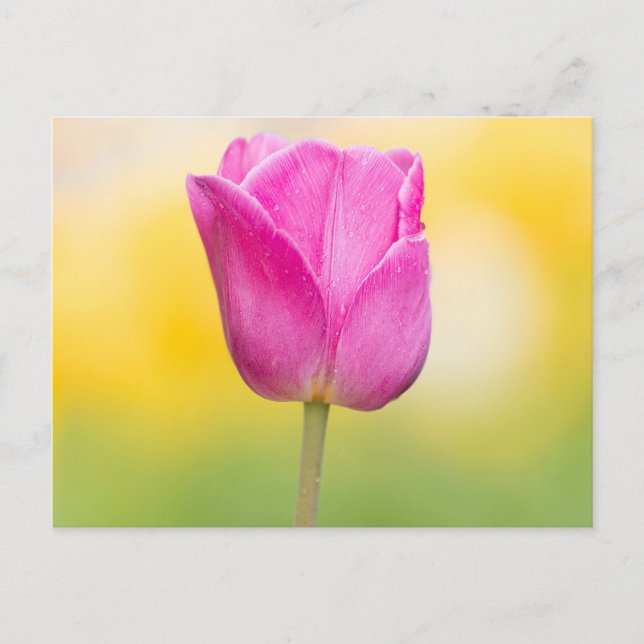 Pink Tulip Floral Art Print Postcard (Front)