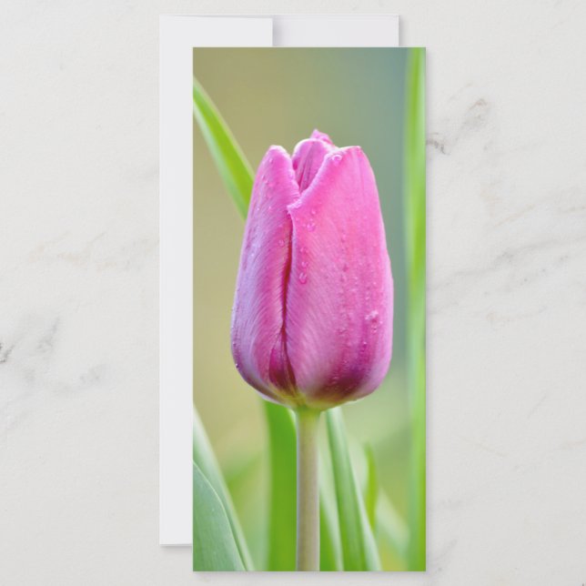 Pink Tulip Flower (Front)
