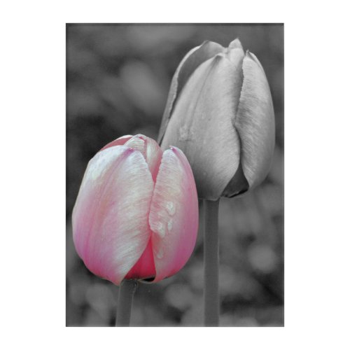 Pink Tulip Flower Pair Partial Color   Acrylic Print