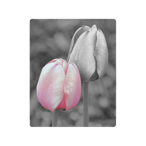 Pink Tulip Flower Pair Partial Color  Metal Print