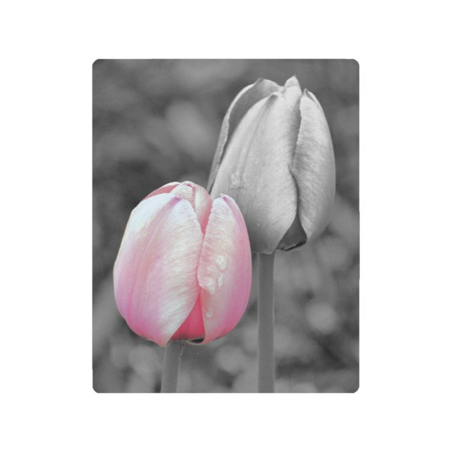 Pink Tulip Flower Pair Partial Color  Metal Print (Front)