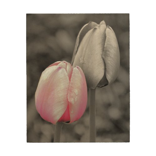 Pink Tulip Flower Pair Partial Color    Wood Wall Art