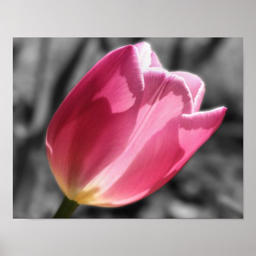 Pink Tulip Flower Partial Color Poster