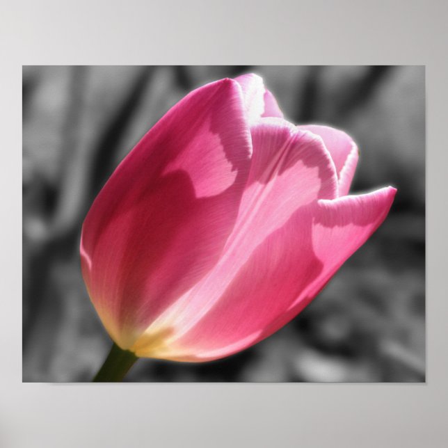 Pink Tulip Flower Partial Color Poster (Front)