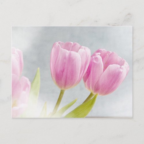 Pink Tulip Flower Petals Postcard