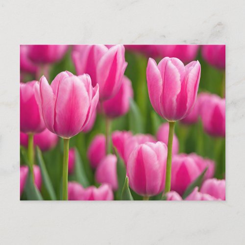 Pink Tulip Flowers  Postcard