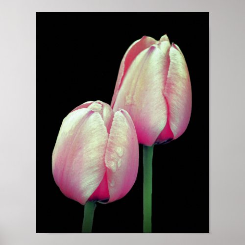 Pink Tulip Flowers Poster