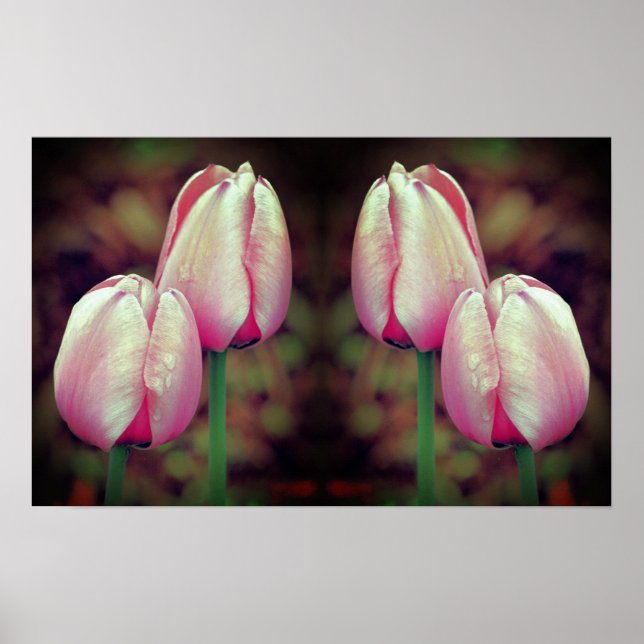 Pink Tulip Flowers Raindrops Mirrored Abstract  Poster (Front)