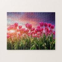 Pink Tulip Flowers Sunset Nature Netherlands