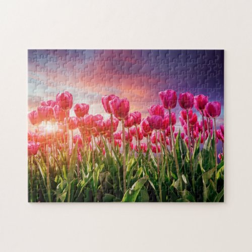 Pink Tulip Flowers Sunset Nature Netherlands Jigsaw Puzzle