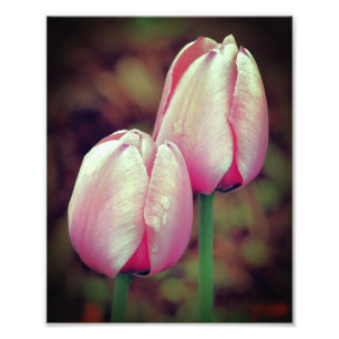 Pink Tulip Flowers With Raindrops 8x10 Photo Print