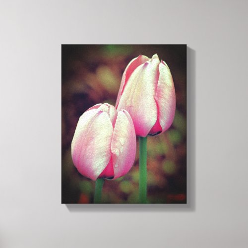 Pink Tulip Flowers With Raindrops  Canvas Print