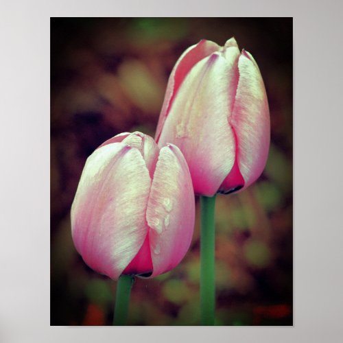 Pink Tulip Flowers With Raindrops  Poster