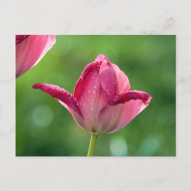 Pink tulip in the morning dew postcard (Front)