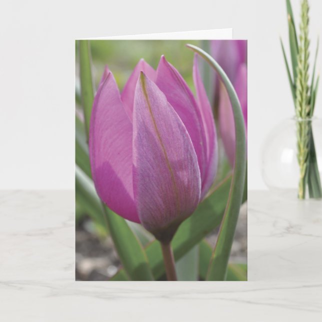 Pink tulip Mother's Day card (Front)