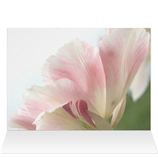PINK TULIP ~ My Love (Inside Horizontal (Top))