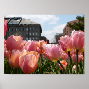 Pink Tulip North End Poster