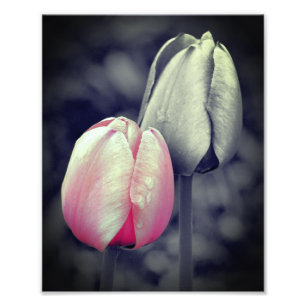 Pink Tulip Pair Black And White Partial Color 8x10 Photo Print