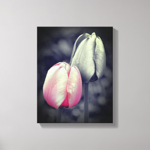 Pink Tulip Pair Black And White Partial Color  Canvas Print