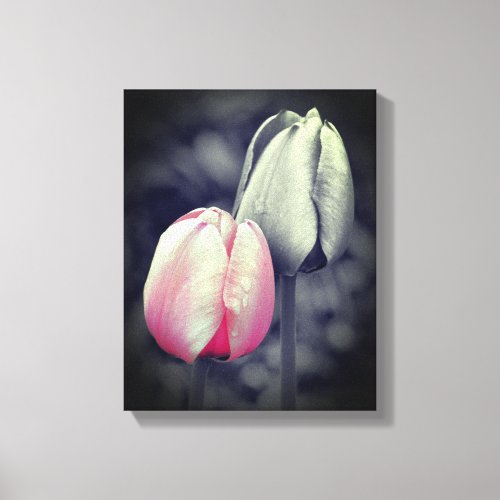 Pink Tulip Pair Black And White Partial Color  Canvas Print