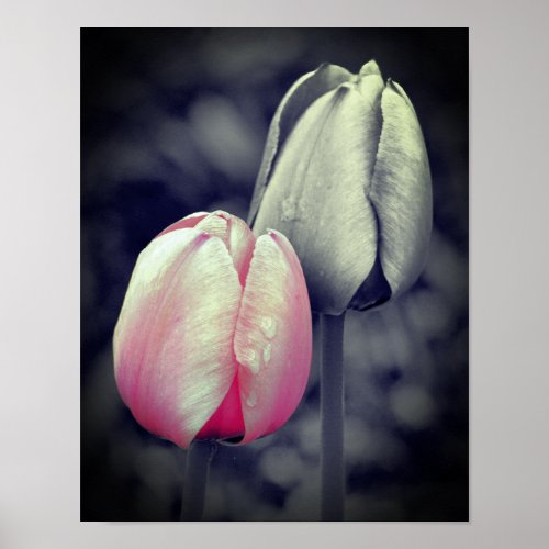 Pink Tulip Pair Black And White Partial Color  Poster