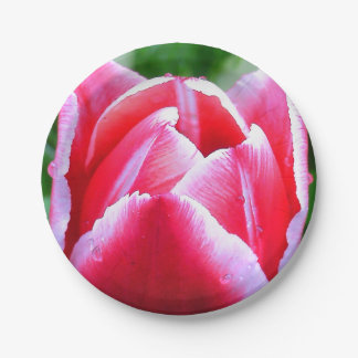 Pink Tulip Paper Plates