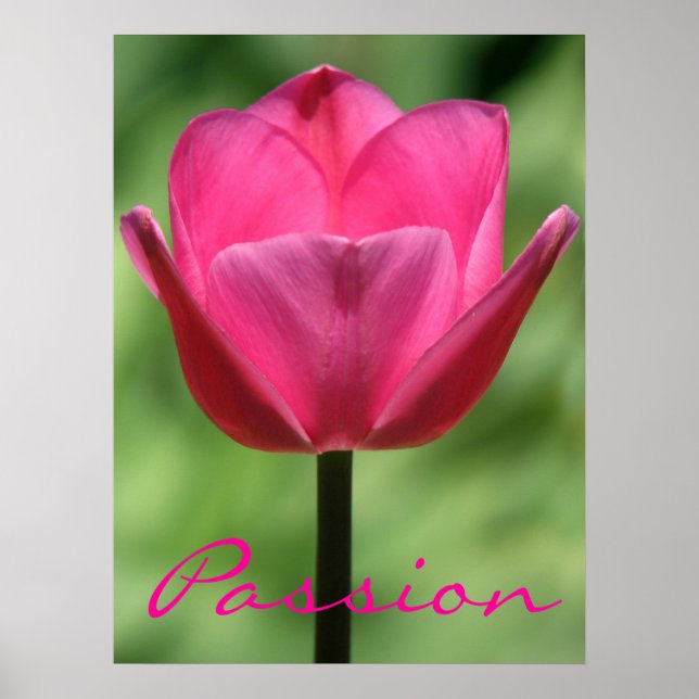 Pink Tulip Passion Poster (Front)