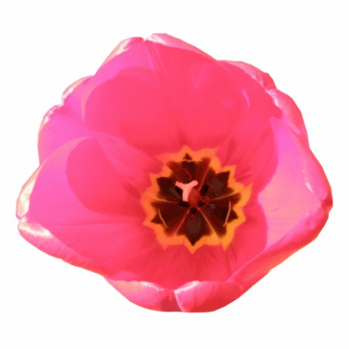 Pink Tulip Photo Sculpture