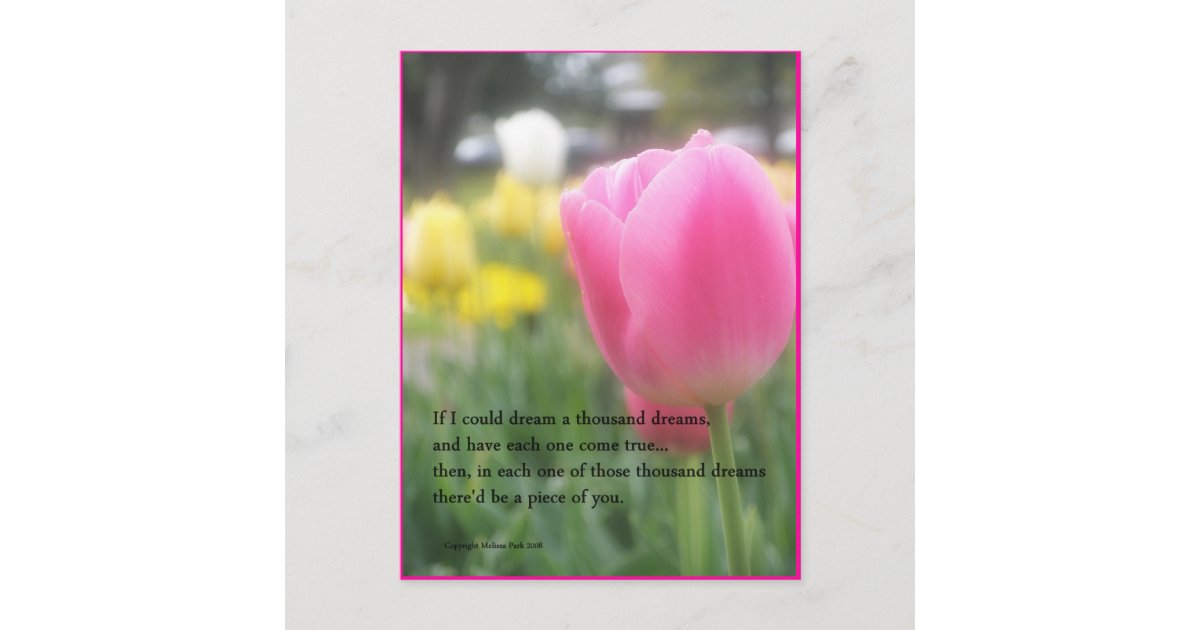 Pink Tulip Poem Postcard A Thousand Dreams Zazzle