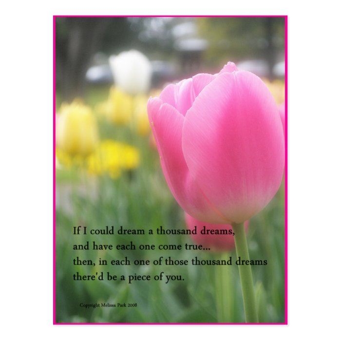 Pink Tulip Poem Postcard A Thousand Dreams