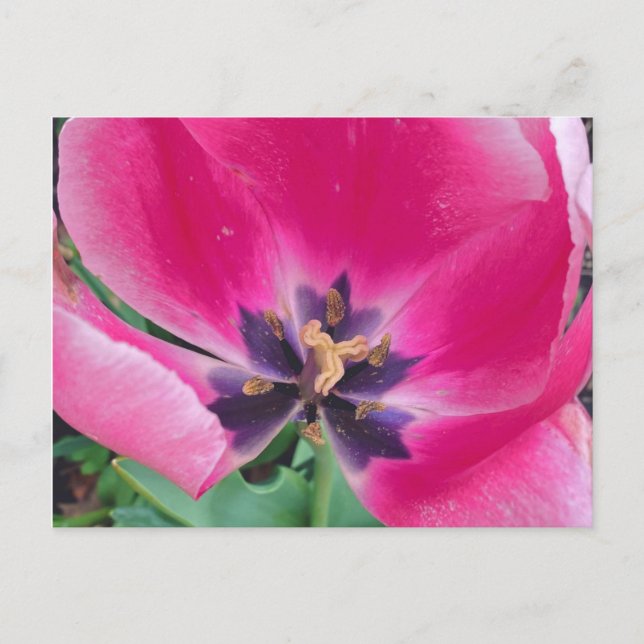 Pink Tulip Postcard (Front)