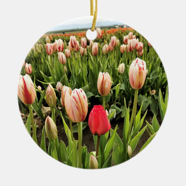 Pink Tulip Standing Out Ceramic Ornament (Front)