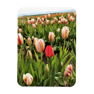 Pink Tulip Standing Out Magnet
