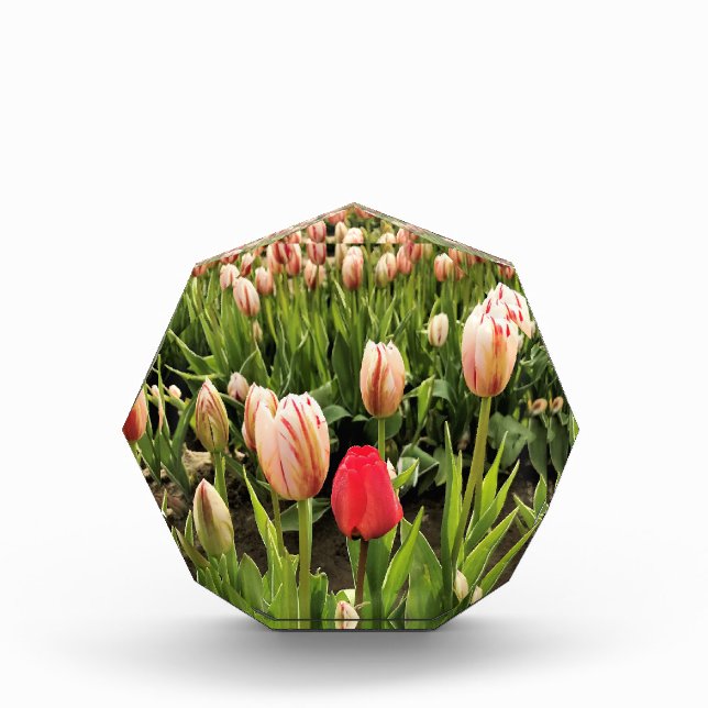 Pink Tulip Standing Out Photo Block (Front)