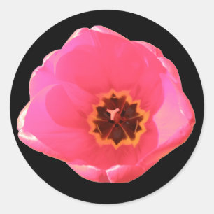 Pink Tulip Sticker