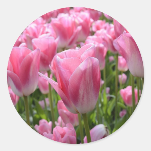 Pink Tulip Stickers (Front)