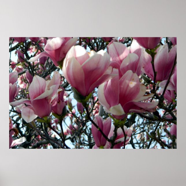 Pink Tulip Tree Blossoms  Poster (Front)