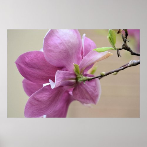 Pink Tulip Tree Flower Poster