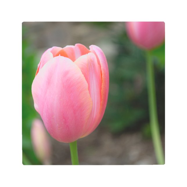 Pink Tulip Wall Decor (Front)