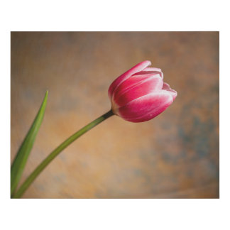 Pink Tulip with a Twist Faux Canvas Print