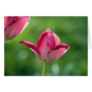 pink tulip with dew drops cards