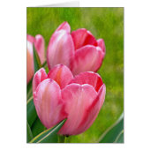 Pink Tulips (Front)