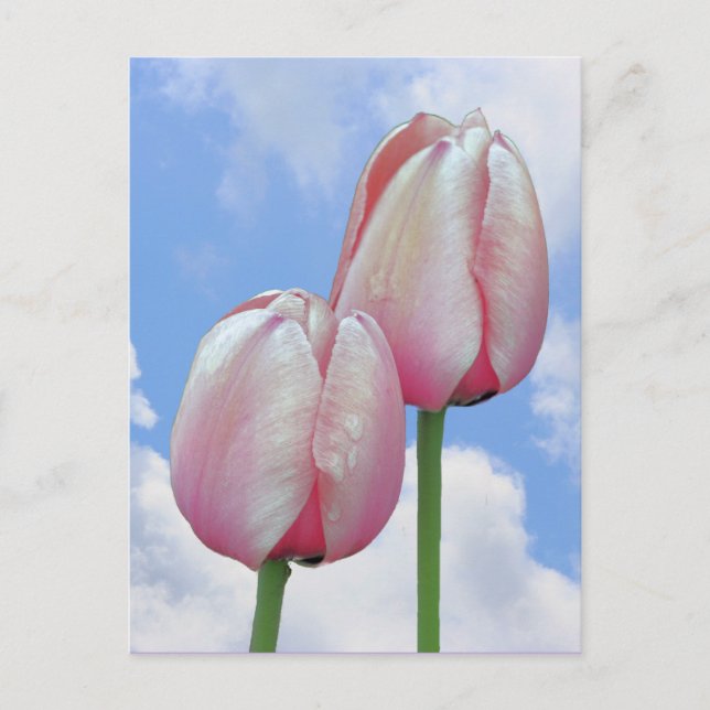 Pink Tulips Blue Sky Clouds Nature Postcard (Front)