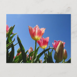 Pink Tulips & Blue Sky DIY Postcard