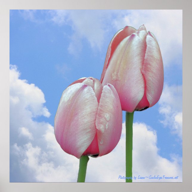 Pink Tulips Blue Sky Nature Floral Print (Front)