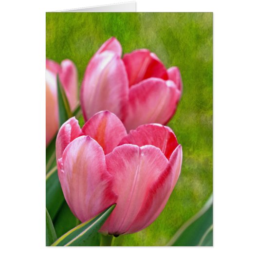 Pink Tulips Cards (Front)