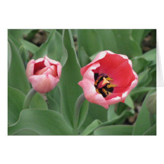 Pink Tulips Cards