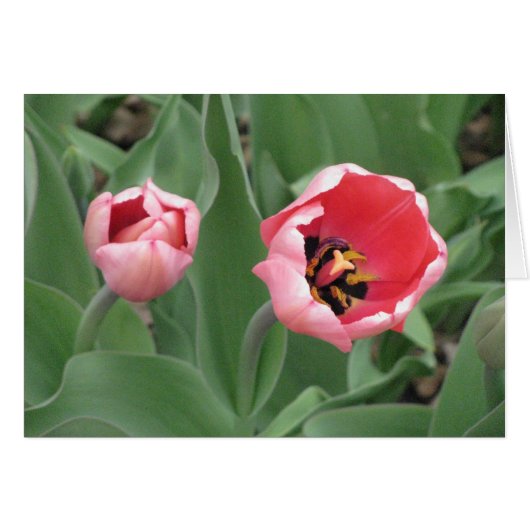 Pink Tulips Cards (Front Horizontal)