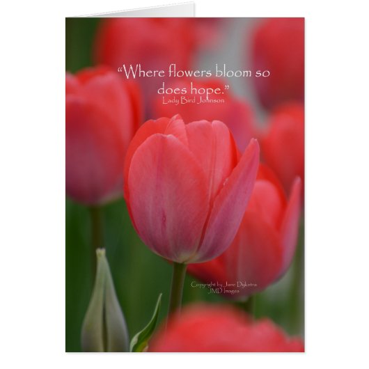 Pink Tulips Cards (Front)
