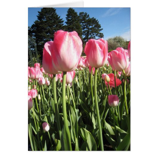 Pink Tulips Cards (Front)